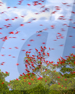 FEATURE - Hunderte von Vögeln bringen einen roten Farbtupfer in den Himmel