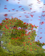 FEATURE - SN_FLASH_SCARLET_02