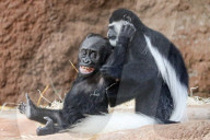 FEATURE - Ein Gorillababy lächelt