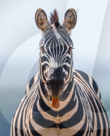 FEATURE - Ein Zebra streckt zur Begrüßung die Zunge heraus