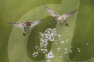 FEATURE - Kolibris trinken Wassertropfen während des Fluges