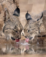 FEATURE - Dieses Luchs-Kätzchen ist ein Spiegelbild seiner Mutter
