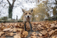 FEATURE - Der Fuchs scheint in die Kamera zu lächeln