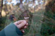 Barcelona_The mushroom season in Spain is coming to an end