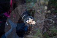 Barcelona_The mushroom season in Spain is coming to an end