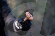 Barcelona_The mushroom season in Spain is coming to an end