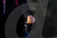 Barcelona_The mushroom season in Spain is coming to an end