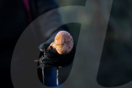 Barcelona_The mushroom season in Spain is coming to an end