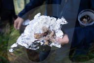 Barcelona_The mushroom season in Spain is coming to an end