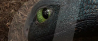 How To Train Your Dragon live action remake