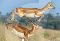 FEATURE - SN_BUCKS_LEAPFROG_01