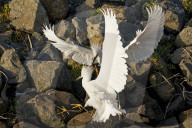 FEATURE - SN_EGRETS_BATTLE_01