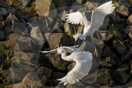FEATURE - SN_EGRETS_BATTLE_02