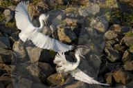 FEATURE - SN_EGRETS_BATTLE_03