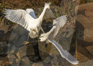 FEATURE - SN_EGRETS_BATTLE_04