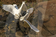 FEATURE - SN_EGRETS_BATTLE_05