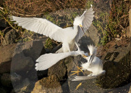 FEATURE - SN_EGRETS_BATTLE_06