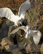 FEATURE - SN_EGRETS_BATTLE_08