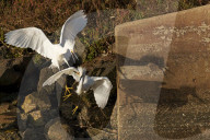 FEATURE - SN_EGRETS_BATTLE_09