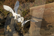FEATURE - SN_EGRETS_BATTLE_10