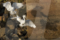 FEATURE - SN_EGRETS_BATTLE_11