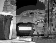FEATURE - SN_FOX_VERSUS_SNOW_07