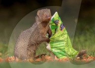FEATURE - SN_MONGOOSE_PACKET_01
