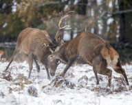 FEATURE - SN_RUTTING_HEADS_01