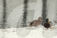 Wet snow in Kyiv