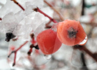 Wet snow in Kyiv