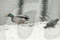Wet snow in Kyiv