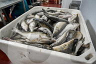 Seafood processing production complex in Zaporizhzhia, Ukraine