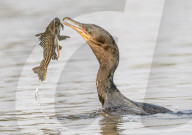 FEATURE - SN_CORMORANTS_CATCH_01
