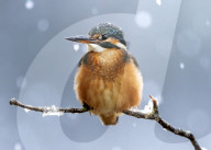 FEATURE - SN_SNOWY_FISHER_02
