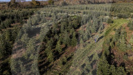 FEATURE - SN_XMAS_TREE_FARM_01
