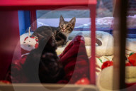 Macys of San Francisco festures adoptable kittens in their Christmas window displays