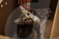 Macys of San Francisco festures adoptable kittens in their Christmas window displays