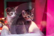 Macys of San Francisco festures adoptable kittens in their Christmas window displays