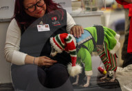 Macys of San Francisco festures adoptable kittens in their Christmas window displays