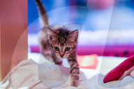 Macys of San Francisco festures adoptable kittens in their Christmas window displays