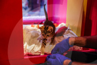 Macys of San Francisco festures adoptable kittens in their Christmas window displays