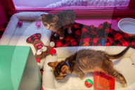 Macys of San Francisco festures adoptable kittens in their Christmas window displays