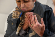 Macys of San Francisco festures adoptable kittens in their Christmas window displays