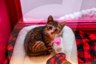 Macys of San Francisco festures adoptable kittens in their Christmas window displays