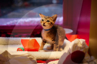 Macys of San Francisco festures adoptable kittens in their Christmas window displays