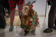 Macys of San Francisco festures adoptable kittens in their Christmas window displays