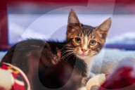 Macys of San Francisco festures adoptable kittens in their Christmas window displays