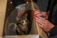 Macys of San Francisco festures adoptable kittens in their Christmas window displays
