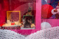 Macys of San Francisco festures adoptable kittens in their Christmas window displays