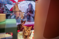 Macys of San Francisco festures adoptable kittens in their Christmas window displays